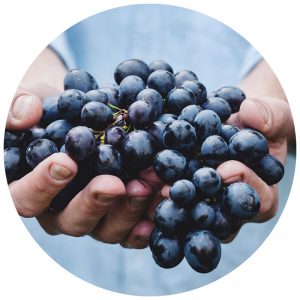 hands holding blueberries