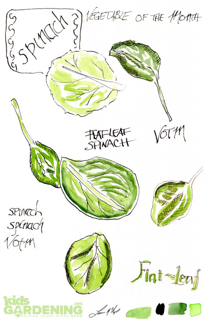 Spinach September Plant of the Month KidsGardening