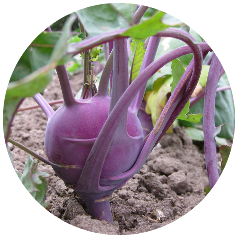 Kohlrabi growing in garden