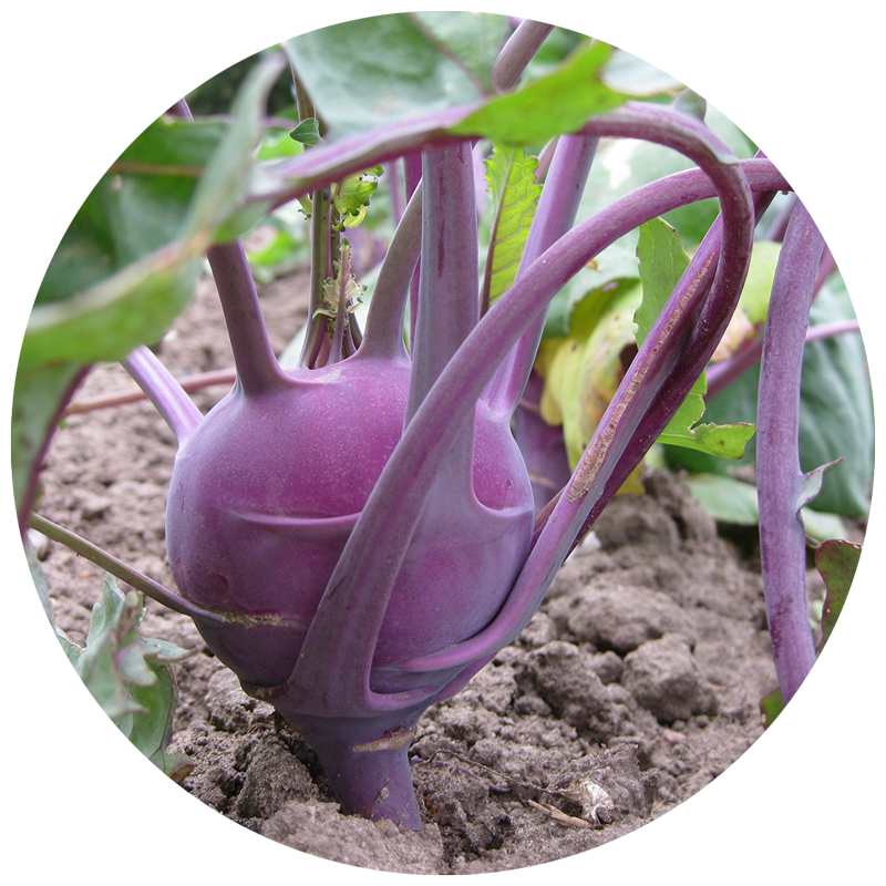 Kohlrabi growing in garden