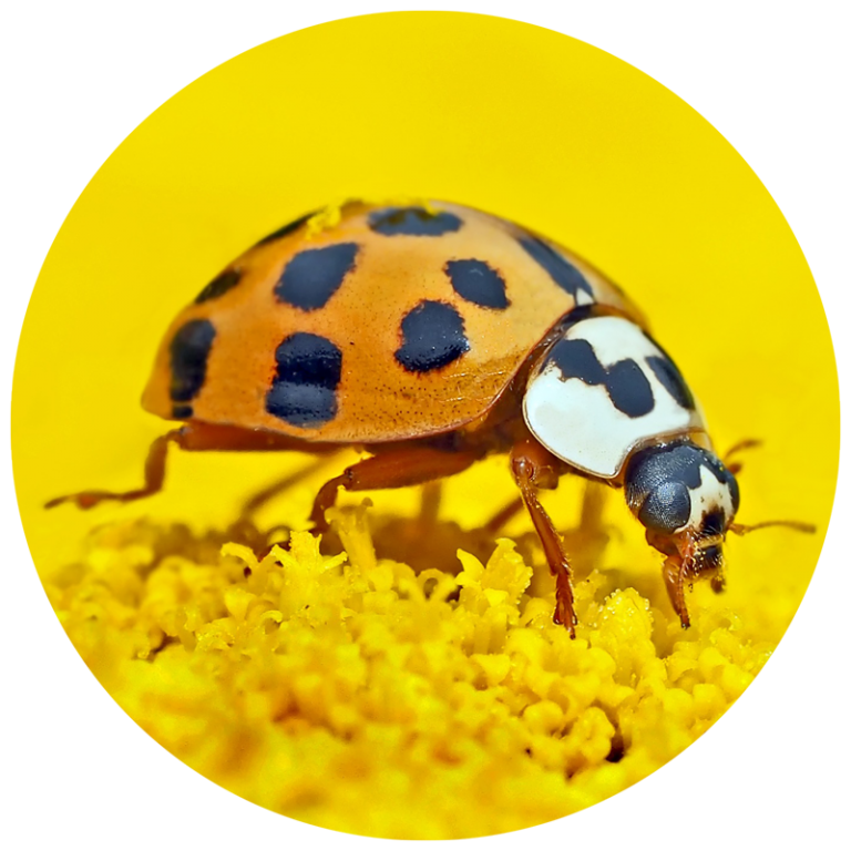 insect safari