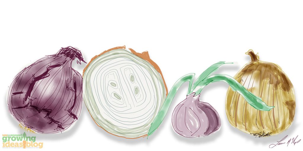 Illustration of four onions in a row: red, sliced, a small purple onion with green tops, and yellow