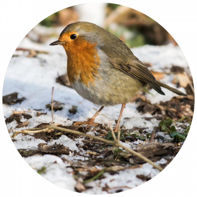 bird on snowy ground