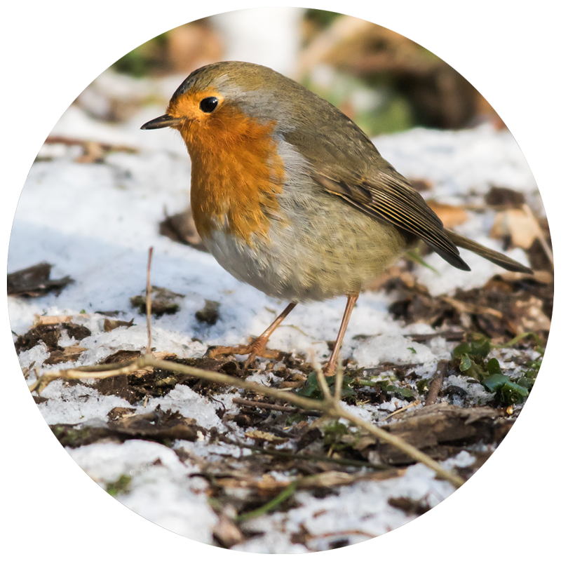 bird on snowy ground
