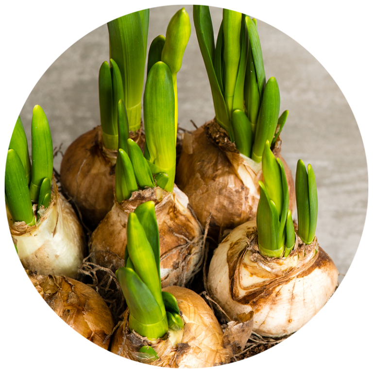 Garden bulbs that are sprouting thick green stems