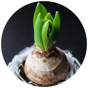 single bulb that is starting to sprout