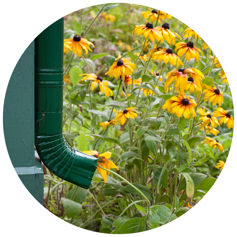rain garden lesson plan
