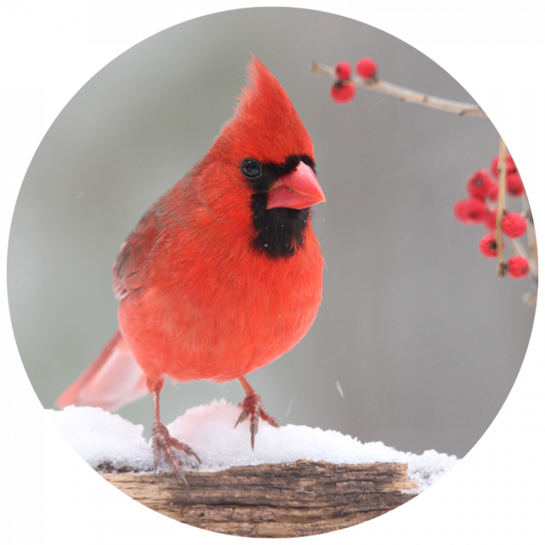 winter bird lesson