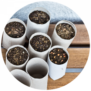 scrap paper pots that are filled with soil and starting to sprout seeds