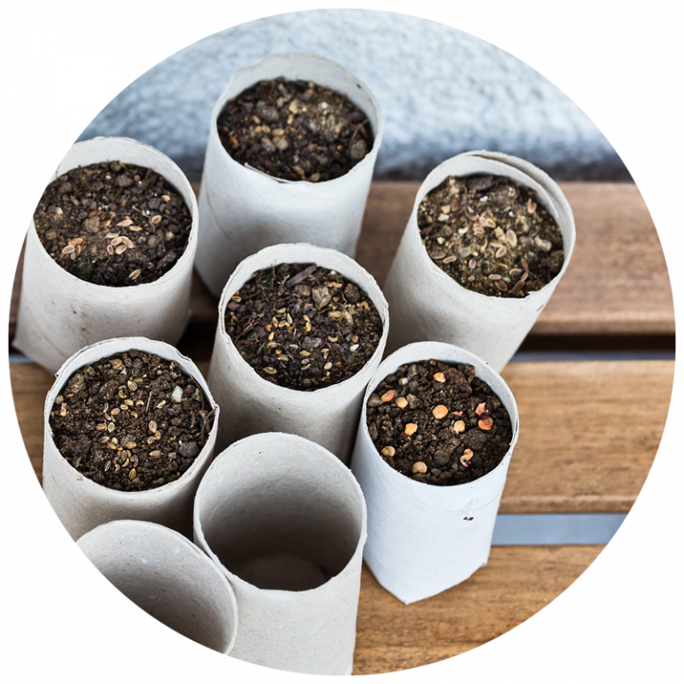 scrap paper pots that are filled with soil and starting to sprout seeds