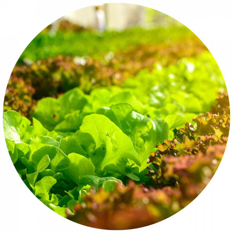row of green leafy lettuce planted in a garden