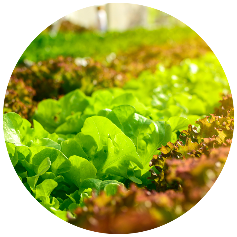 row of green leafy lettuce planted in a garden