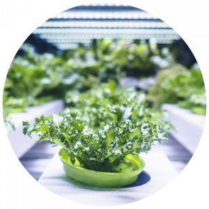 lettuce growing under indoor grow lights