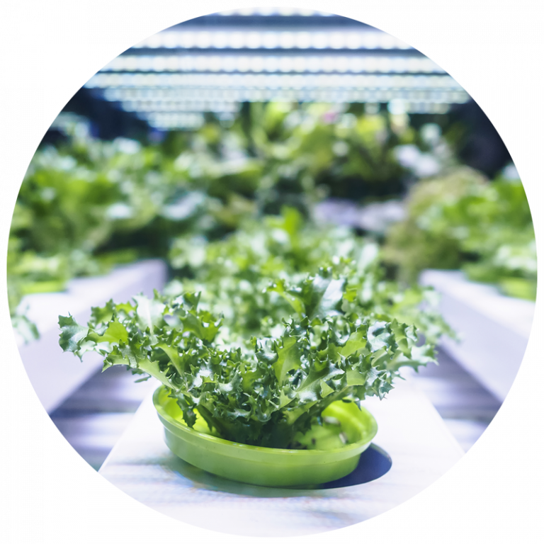 lettuce growing under indoor grow lights