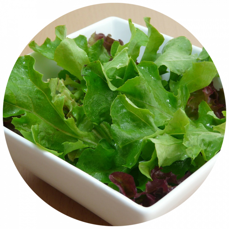 Container of fresh picked loose lettuce leaves and salad greens from the garden