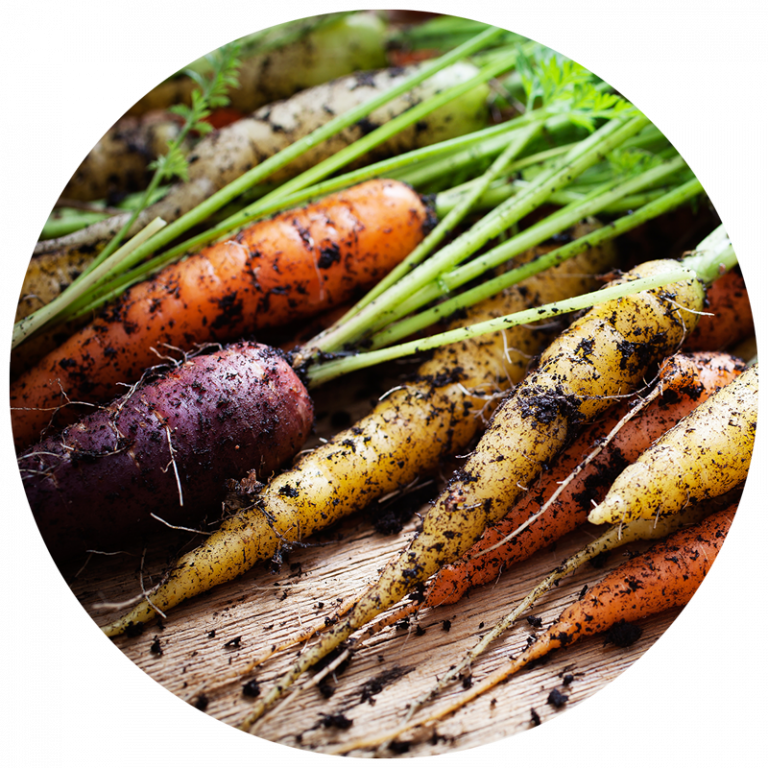 harvested carrots in different color varieties