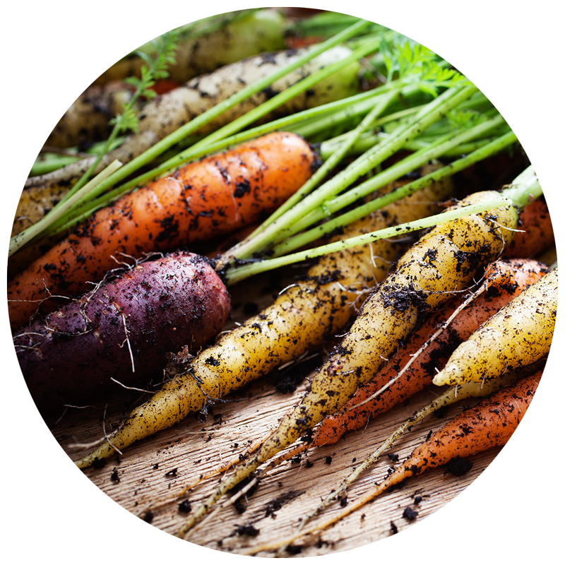 harvested carrots in different color varieties