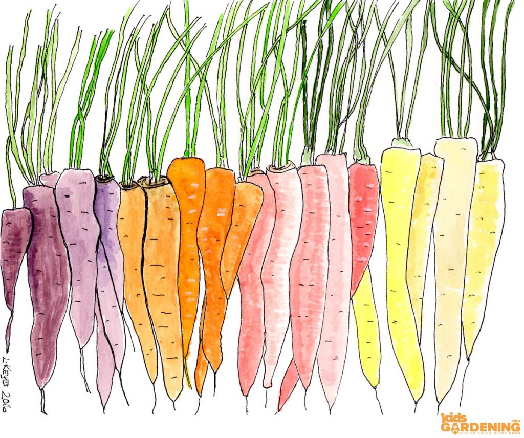 Carrots KidsGardening