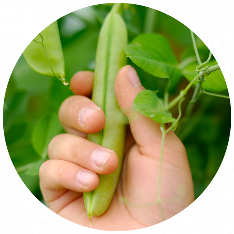 hand picking a pea pod in the garden