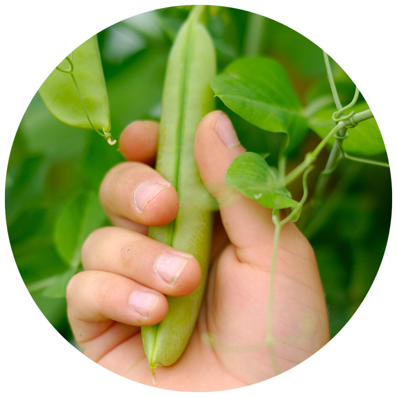 hand picking a pea pod in the garden
