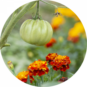 green tomato hanging next to flowers
