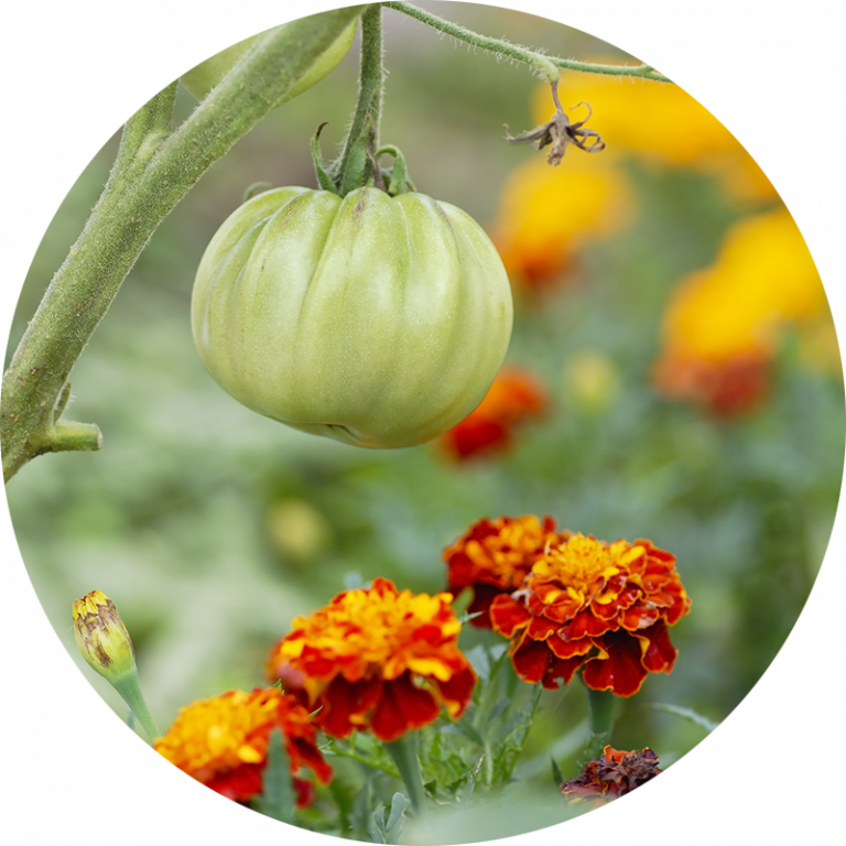green tomato hanging next to flowers
