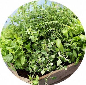 herbs planted in a container