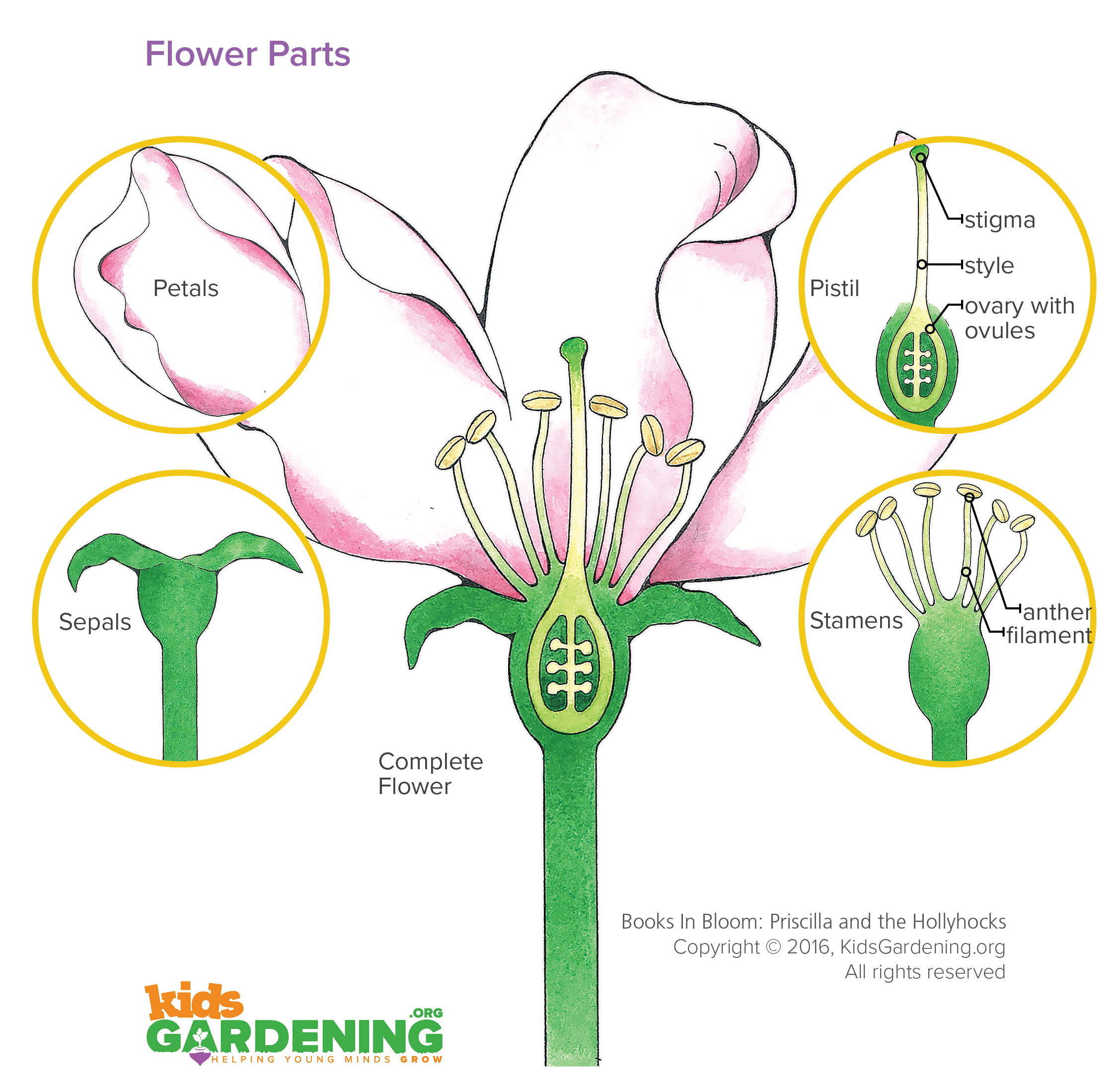 Labeled diagram of flower parts: petals, sepals, pistil (stigma, style, ovary with ovules) and stamens (anther, filament)