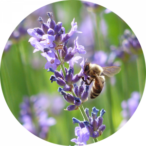 bee on lavender