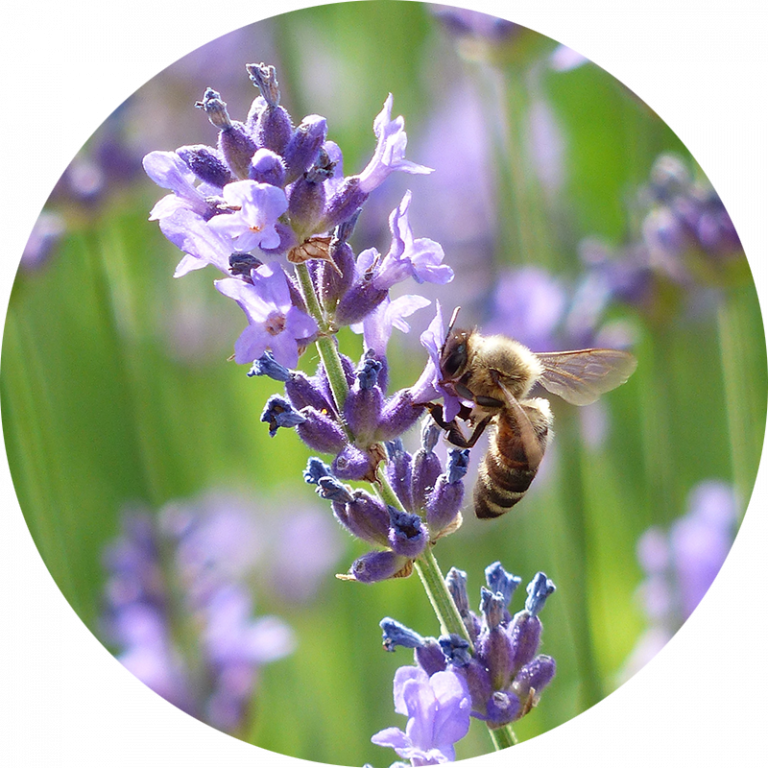 KidsGardening Gardening Basics – Planting For Pollinators