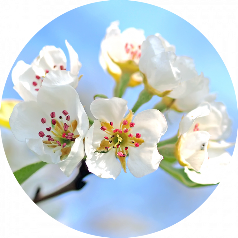 petal lesson plan
