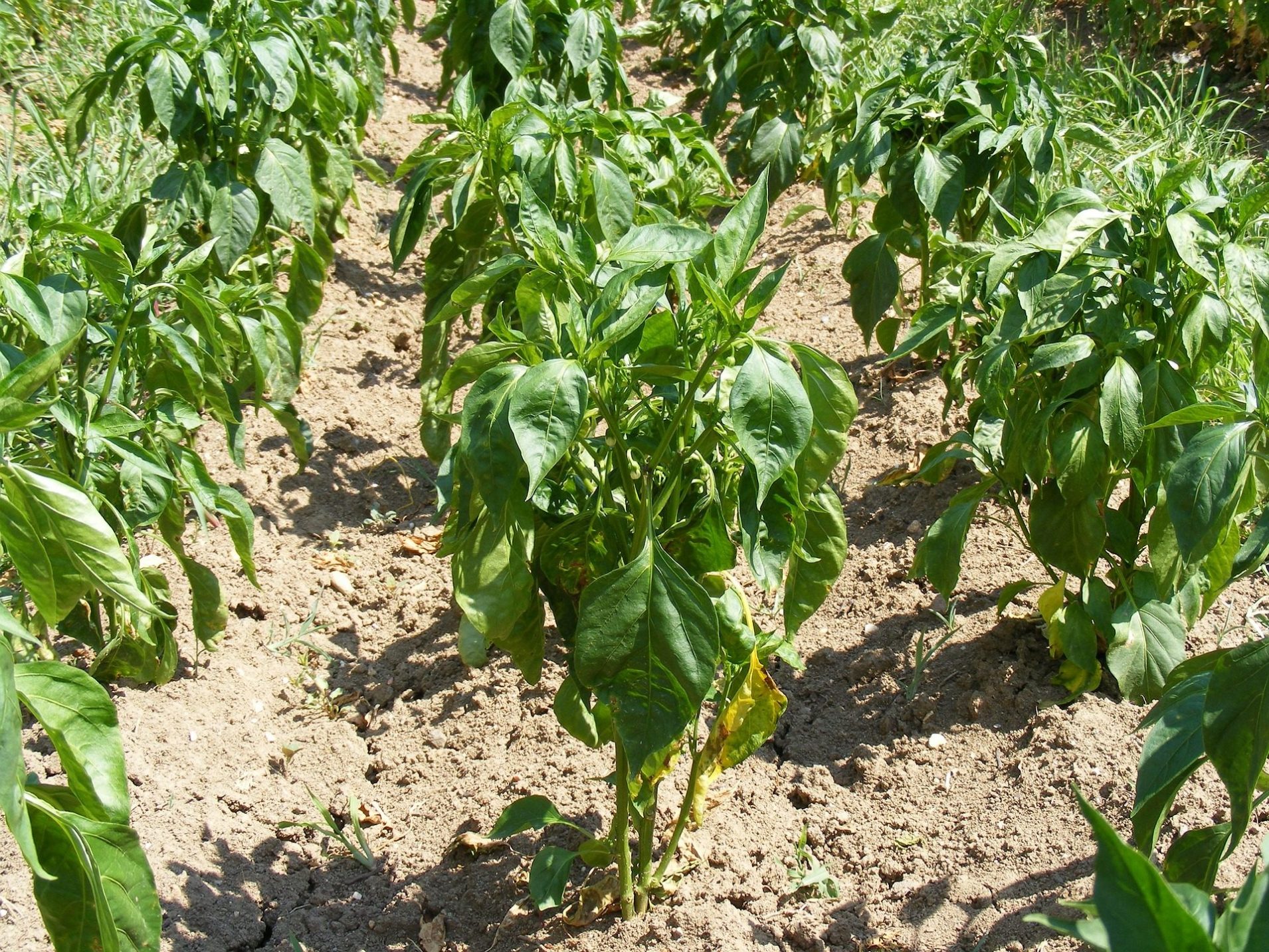 Rows of pepper plants growing in a garden bed