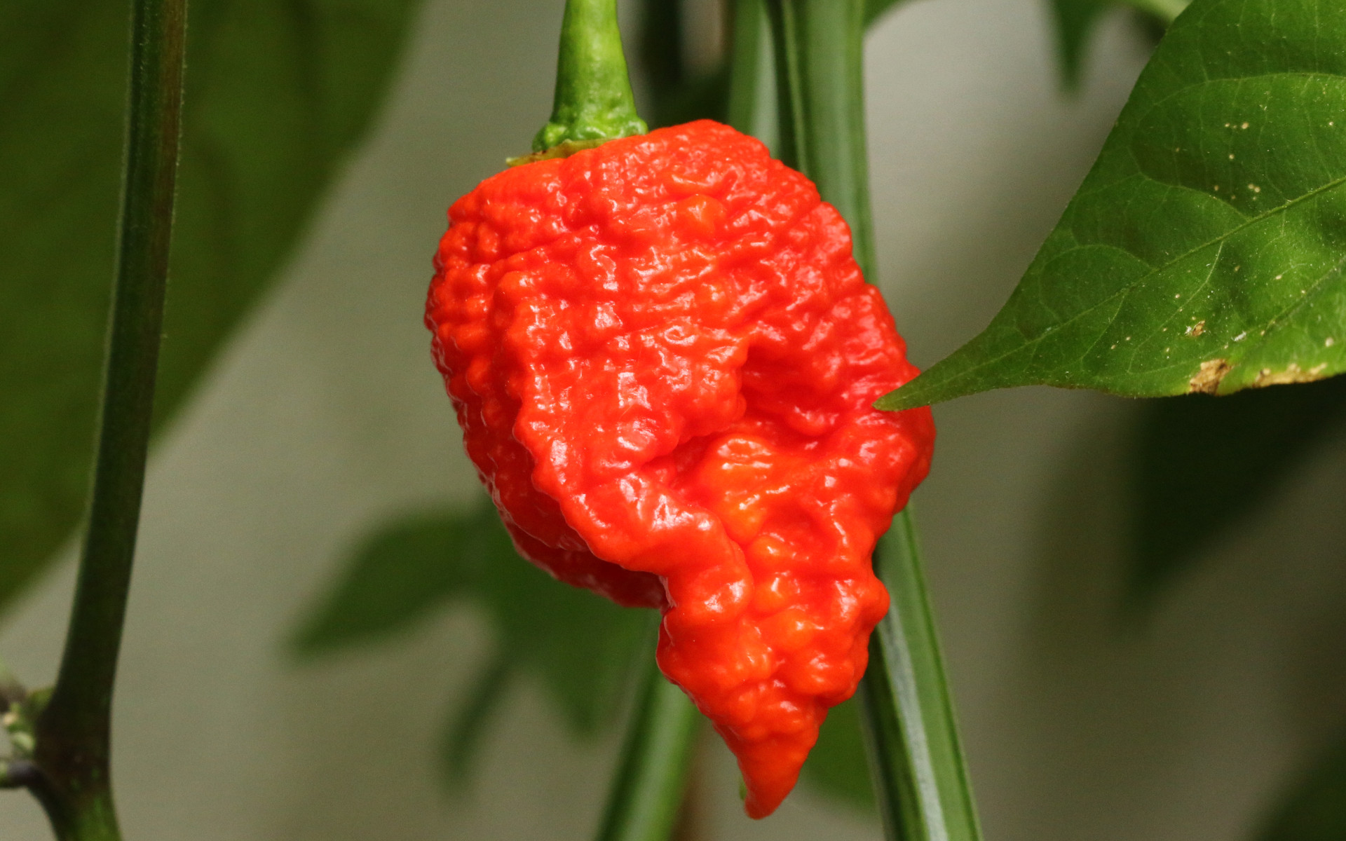 A wrinkled red Carolina Reaper pepper on the plant