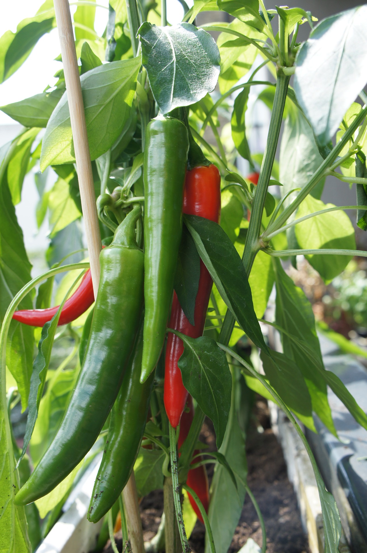 Long green and red chili peppers growing on the plant