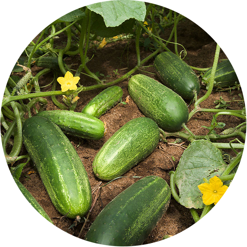 Cucumbers –July 2017 Plant of the Month - KidsGardening
