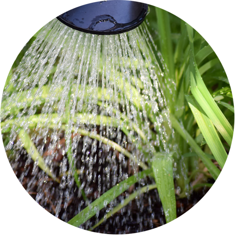watering the ground and plants with a watering can