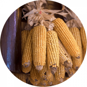 corn cobs hung up to dry