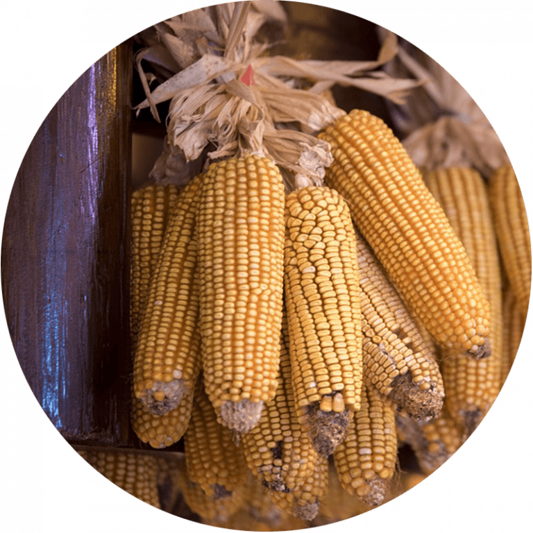 corn cobs hung up to dry