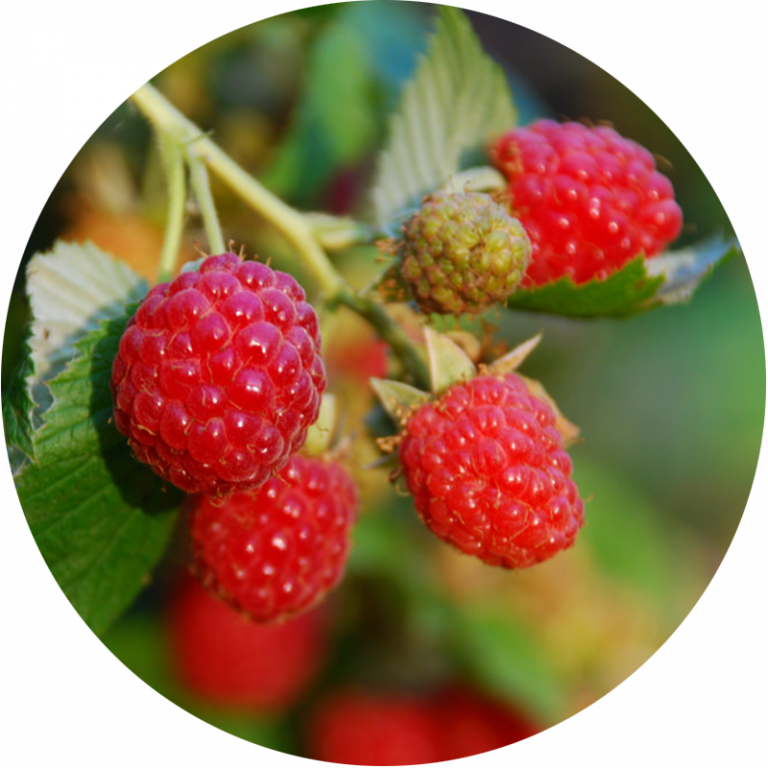 close up of raspberries on the plant