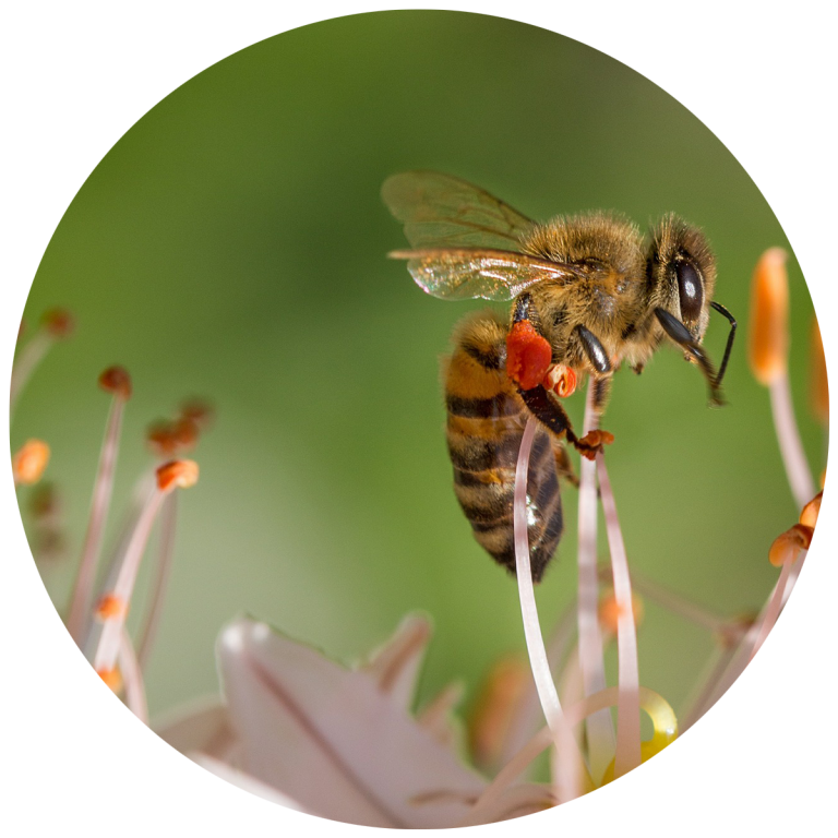 pollinator