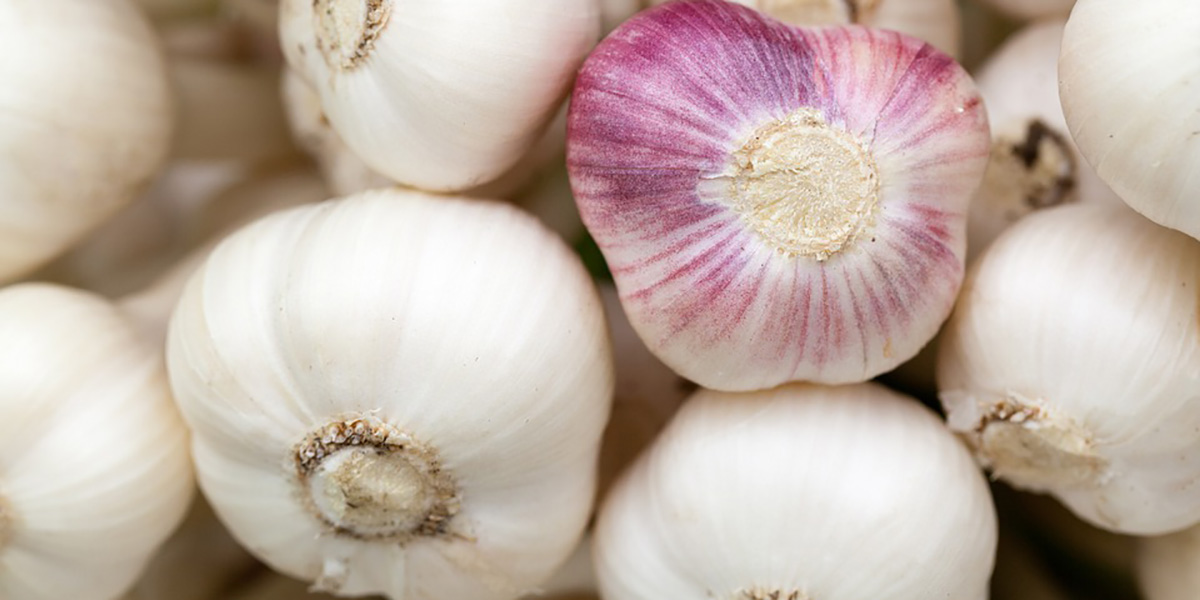 vegetable garden garlic vegetable garden garlic