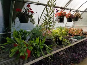 school greenhouse