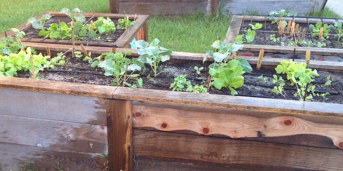 successful year in the school garden