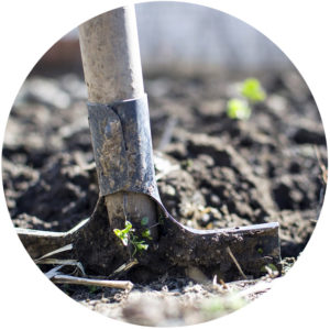 shovel in soil to plant a tree