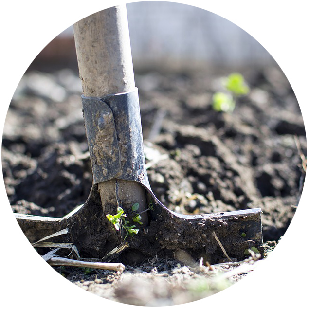 shovel in soil to plant a tree