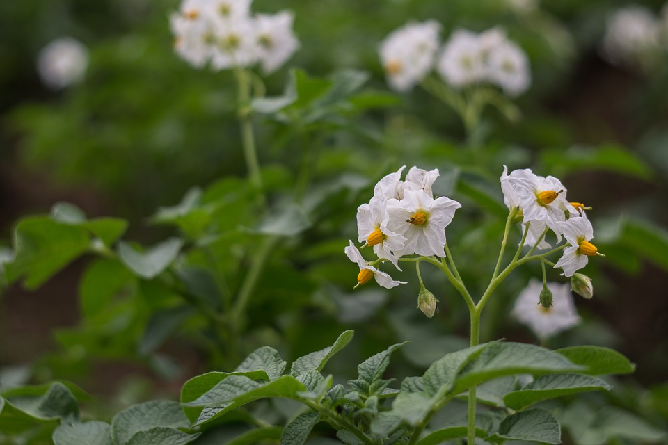 flower of potato