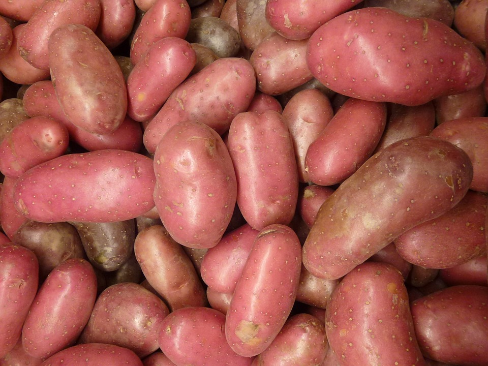 Potatoes - KidsGardening