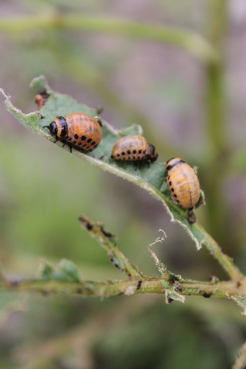 potato pest
