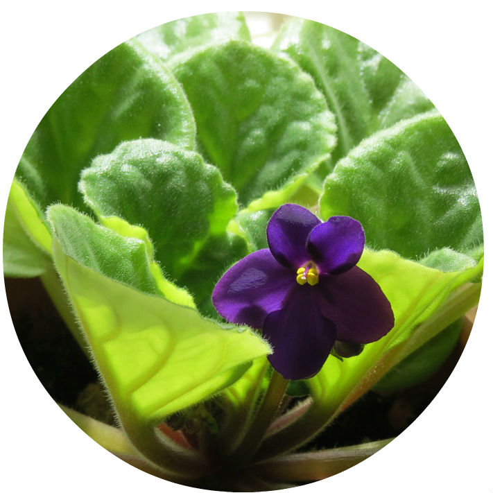 A purple African violet in front of green leaves