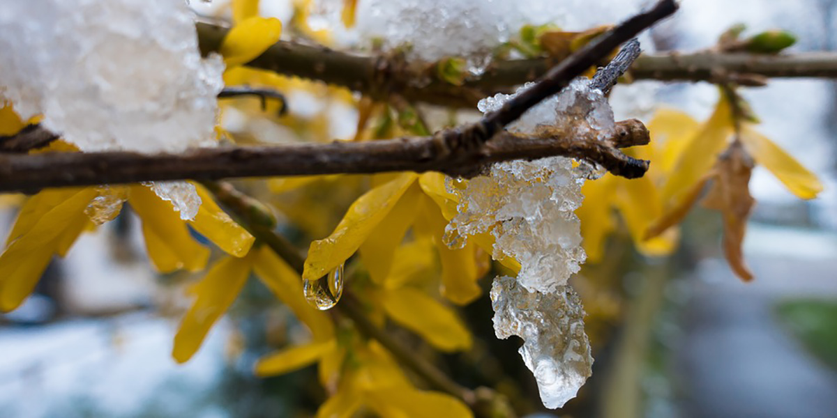 plant cold hardiness plant cold hardiness